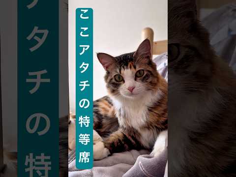 お家の犬さんと猫さん　娘達が2階から降りて来れなくなった理由　#dog #仲良し #元気になる動画 #cat #三毛猫 #保護猫 #大型犬のいる生活 #日常 #猫のいる暮らし