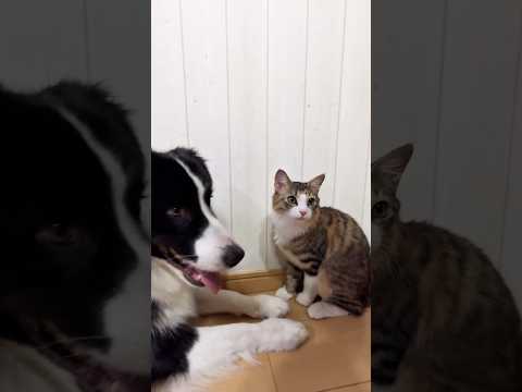 お家の犬さんと猫さん　おはようございます #dog #cat #元気になる動画 #大型犬のいる生活 #猫のいる暮らし #日常 #癒し #三毛猫