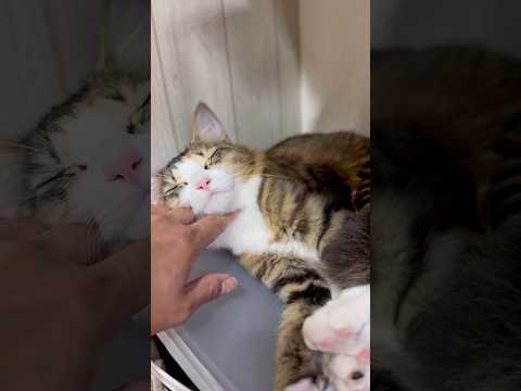 お家の犬さんと猫さん　おはようございます☔️ #dog #cat #元気になる動画 #日常 #ねこ #猫のいる暮らし #大型犬のいる生活