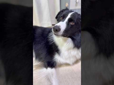 お家の犬さんと猫さん　電動マッサージに興味があるミーナ #dog #cat #元気になる動画 #日常 #大型犬のいる生活 #猫のいる暮らし