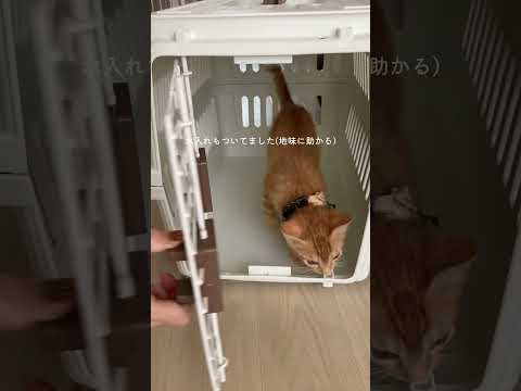犬猫用キャリーバッグが届いた日#チワワ #保護猫 #茶トラ #猫 #子猫 #犬グッズ #猫グッズ