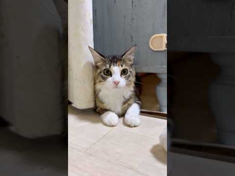 お家の犬さんと猫さん　おはようございます #dog #cat #元気になる動画 #大型犬のいる生活 #日常 #猫のいる暮らし #ねこ #三毛猫 #保護猫