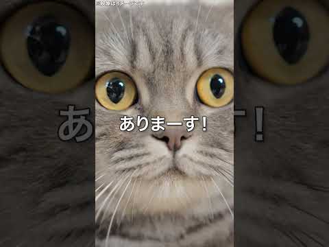 Q.猫(犬)まっしぐらなペットハウスをご存じですか？🤔