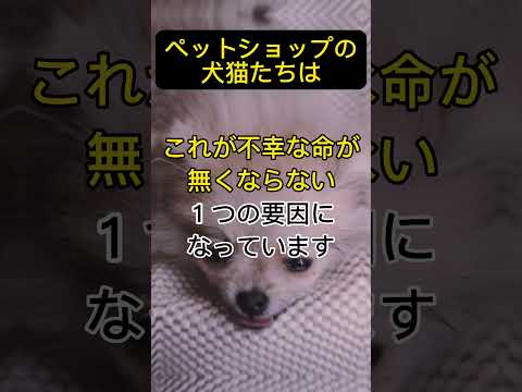 【ペットショップ】その犬猫は過酷な環境下で産まれているかもしれません！【腸内細菌・フローラ・善玉菌・悪玉菌・腸活・免疫】