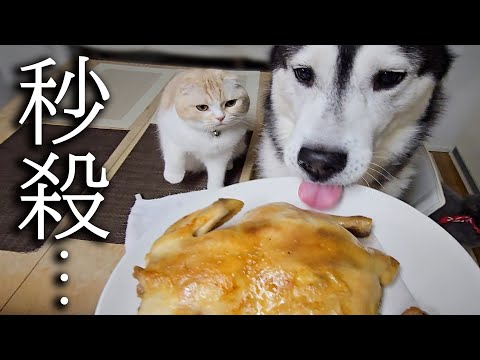 生まれて初めて丸焼きチキンを食べた猫と犬達の反応がこちらです…