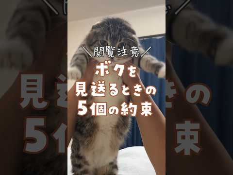 【閲覧注意】ボクを見送るときの5個の約束 #猫 #ペットロス #感動