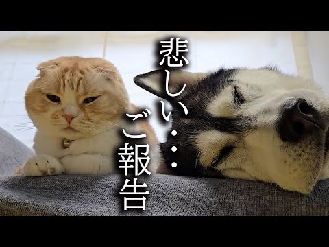 非常に悲しいお知らせです…