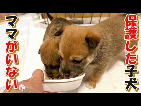 【保護犬  子犬  元繁殖猫】ママがいなくて泣いちゃう子犬