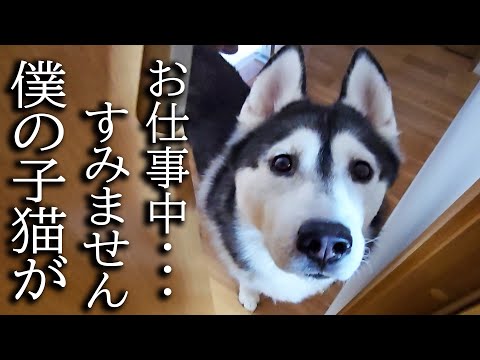 ハスキー犬がクンクン騒いでるのでついて行ってみると子猫が…