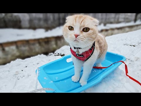 生まれて初めてソリに乗った猫と犬はこうなります…