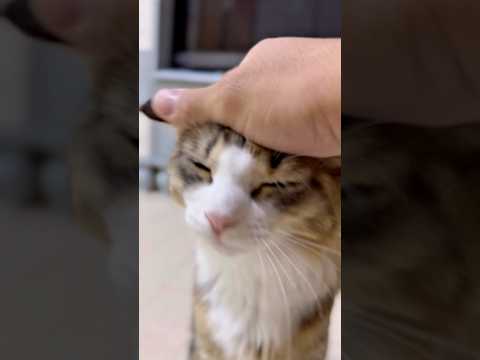 お家の犬さんと猫さん　おはようございます #dog #cat #元気になる動画 #日常