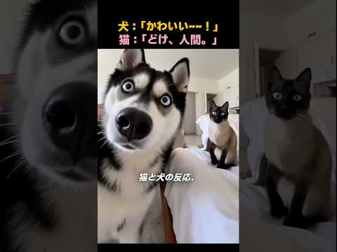 赤ちゃんに対する猫と犬の反応、見たことある?