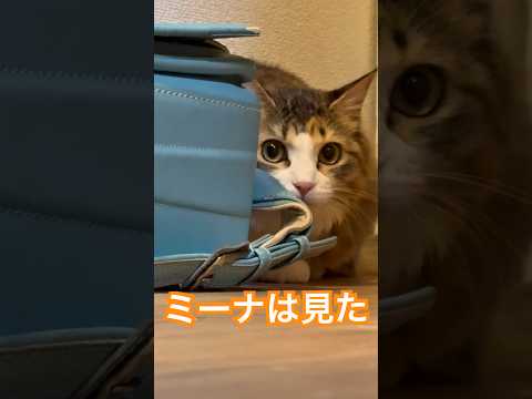 お家の犬さんと猫さん　黒ヘビさんと遊ぶ #猫のいる暮らし #元気になる動画 #dog #cat #元気お届け #保護猫 #三毛猫 #大型犬のいる生活 #仲良し #癒し