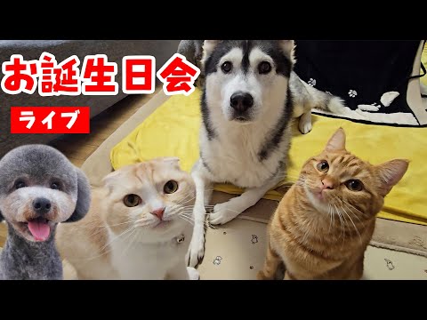 犬と猫の親バカ日記　茶太郎1歳お誕生日ライブ