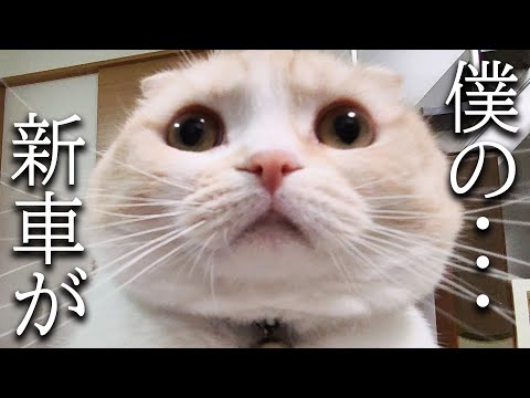 犬と猫に新車をプレゼントしたらこうなりました…