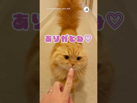 愛猫愛犬を前にすると発作が起こるパパさん｜PECO #犬と猫 #マンチカン #ミヌエット #チワワ   #dogandcat #munchkin #minuet  #chihuahua