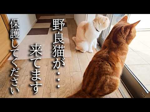 外に猫がいたので保護することに…