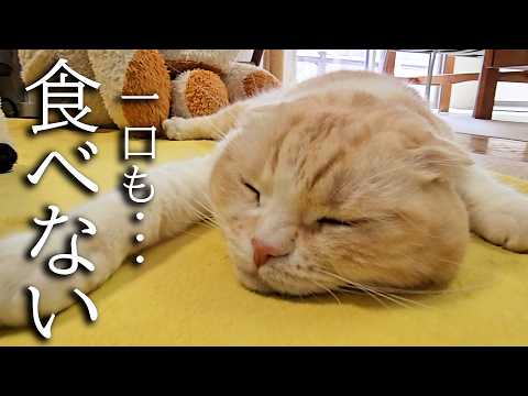 猫が一口もごはんを食べなくなってしまいました