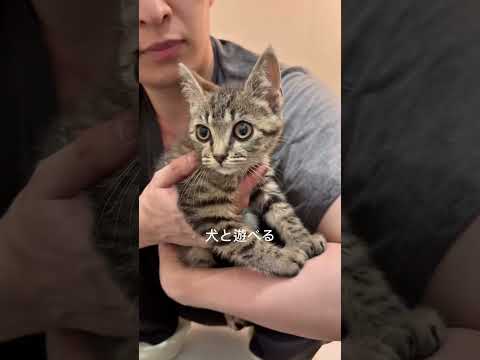 家族が増えました🐾#shorts