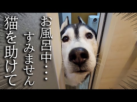 お風呂に入ってると犬がくんくん鳴くのでついて行くと猫が大変なことに