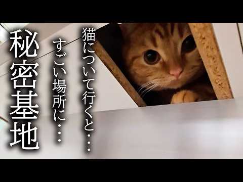 猫がこっそりすごい場所に秘密基地を作っていました…