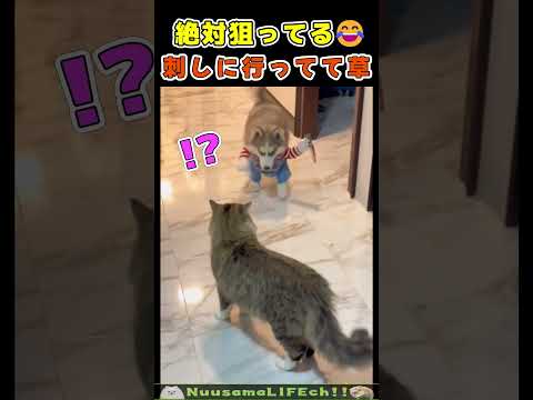 猫を狙って刺してるの可愛すぎ😂【チャッキー犬】 #犬 #dog #猫 #cat