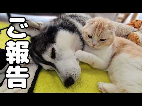 【ご報告】ハスキー犬の腫瘍に関して大事なお知らせがあります…