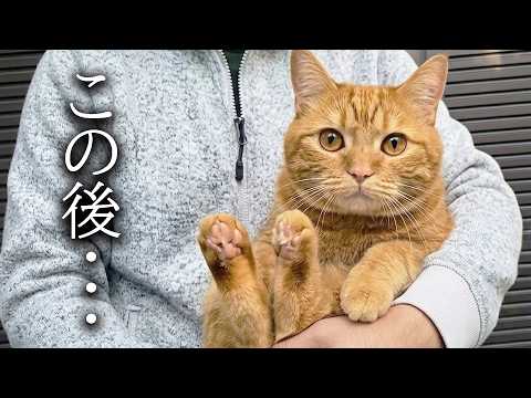朝のゴミ出しについてきちゃった猫がこちらです…