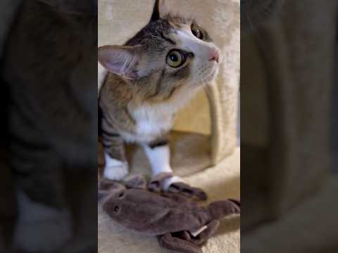 お家の犬さんと猫さん　おはようございます #dog #cat #元気になる動画 #日常 #大型犬のいる生活 #猫のいる暮らし #癒し #三毛猫