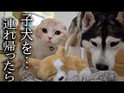 売れ残ったチワワの子犬を連れ帰ったら猫と犬が大変なことに…