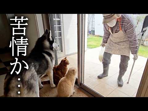 裏のおばあちゃんがすごい剣幕で乗り込んで来ました…