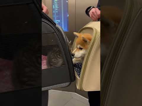 スリング犬に猫が頭突き挨拶、かわいすぎ🐶🐱 #スリング #頭突き #犬と猫 #挨拶 #可愛すぎる @chiero_piero