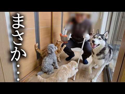 大好きな大工さんの訪問に犬と猫がこうなっちゃいました…