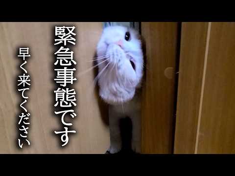 猫が緊急でドアをこじ開けて入って来たのでついて行くと…