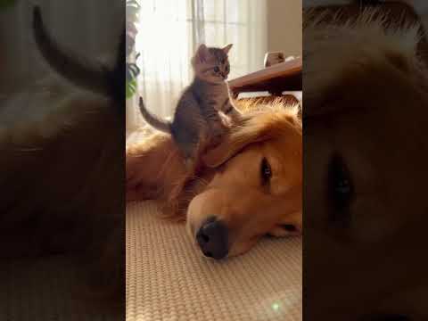 子猫が犬の背中に登頂、犬が優しすぎる🐶🐱 #子猫 #犬と猫 #優しい世界 #登頂成功 #癒やし動画 @chiero_piero