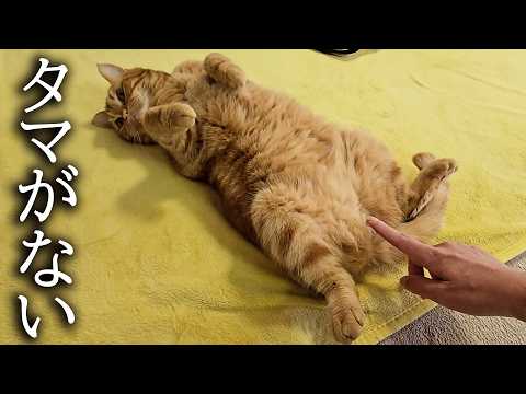 去勢でタマタマが無くなったと気付いた猫がこうなりました…