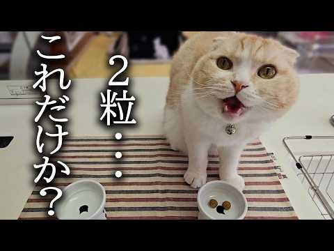 カリカリご飯が2粒しかなかった時の猫の反応がこちらです