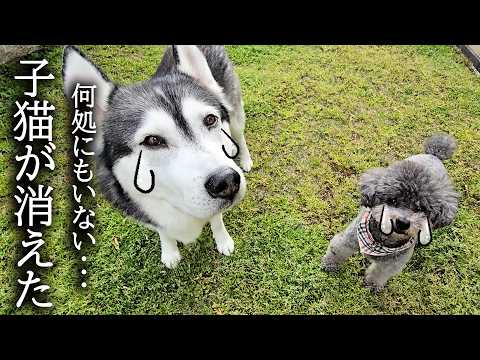 家の中にも外にも猫がいないんです