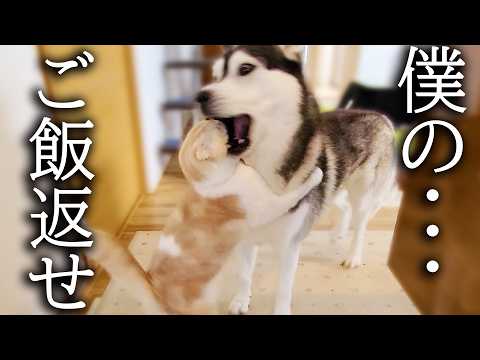こっそり猫のご飯を食べちゃって本気で怒られるハスキー犬がこちら…