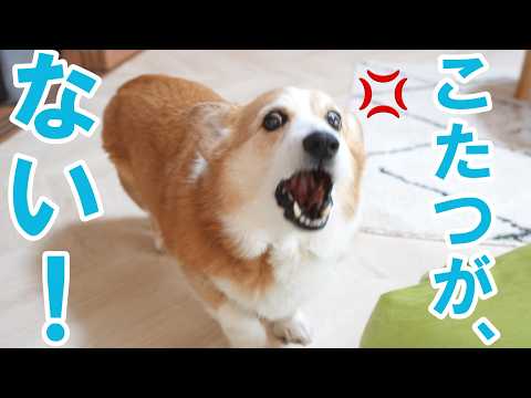 こたつを片付けられてしまった犬と猫と中学生がこうなりました