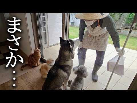 突然裏のおばあちゃんがすごい剣幕で乗り込んで来ました…