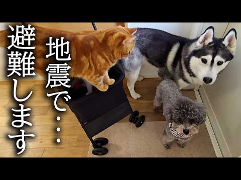 突然地震が来たので急いで猫と犬を連れて避難しました…