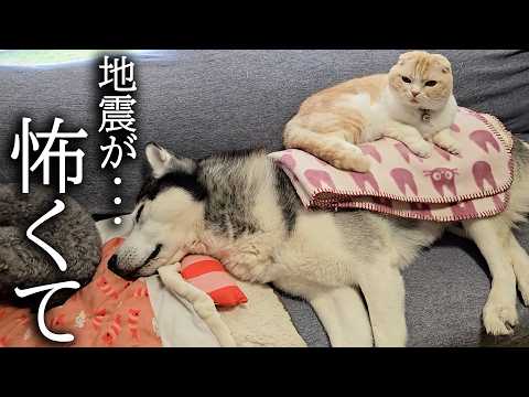 地震後怖くてすぐ避難出来るように猫がこうなっていました…