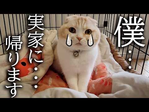 犬に大事なしっぽを踏まれ家出した猫がこうなりました…