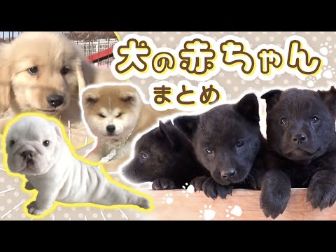 【 70万回再生突破！】【犬の赤ちゃんまとめ🐶🍼】 #秋田犬 #トイプードル #セントバーナード … 犬の赤ちゃんが可愛すぎる🐶🫶