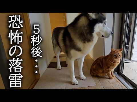 外を眺めていたら突然雷が落ちて犬と猫がパニックでこうなりました…