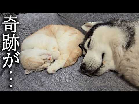 猫が毎日徹夜で犬を看病したら奇跡が…