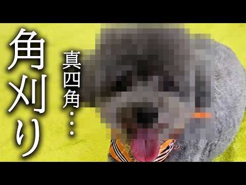 生まれて初めて角刈り犬をみた猫がこうなっちゃいました…