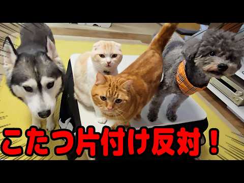 こたつを片付けたら猫が犬を連れて文句が止まりません…