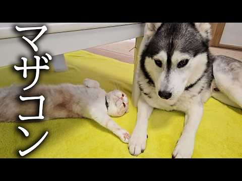 猫が寂しくてこっそり犬と手を繫ごうとした瞬間がこちら…